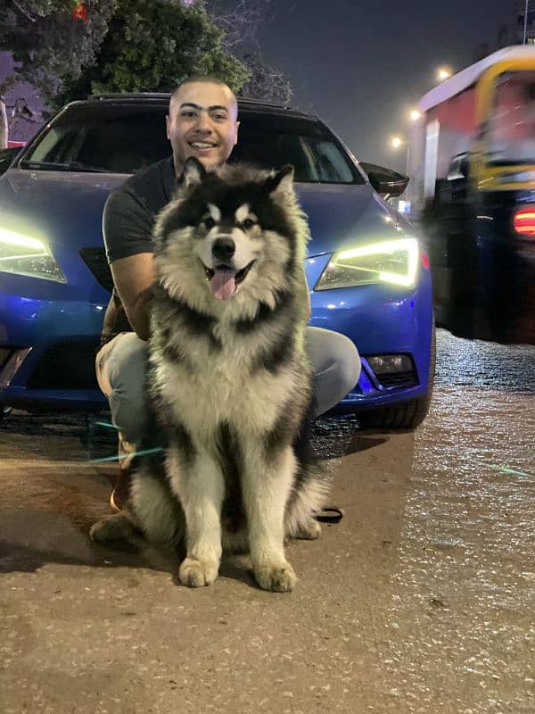 giant Alaskan malamute 3