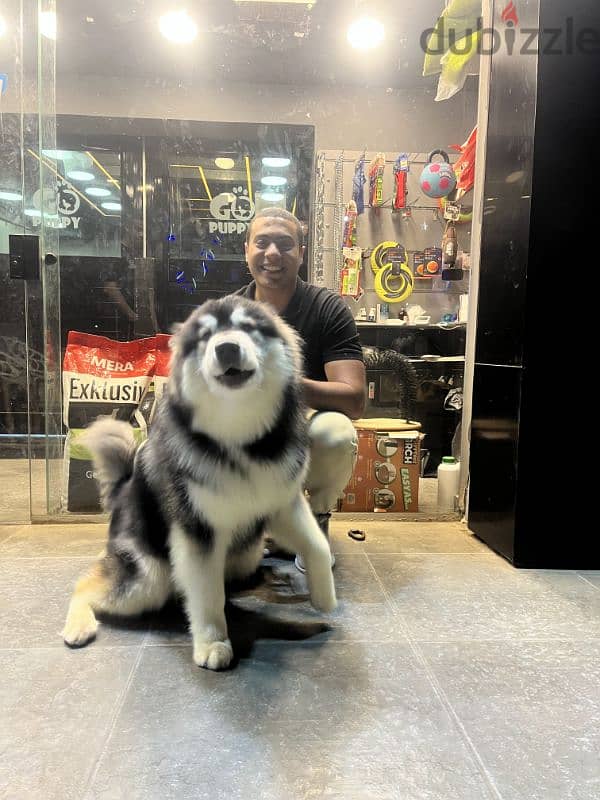 giant Alaskan malamute 4