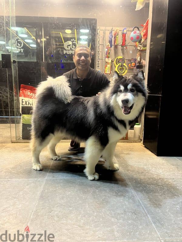 giant Alaskan malamute 5