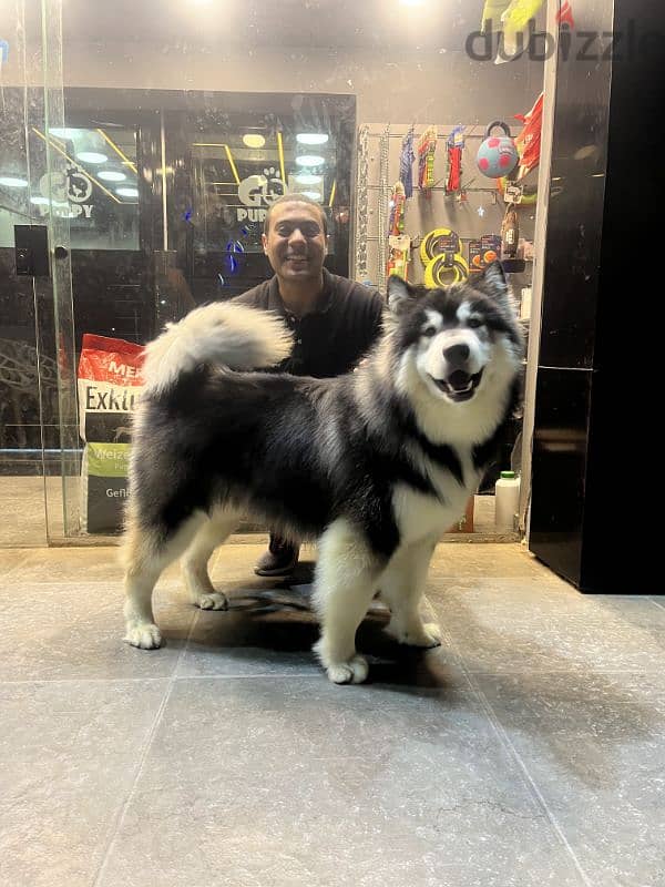 giant Alaskan malamute 6