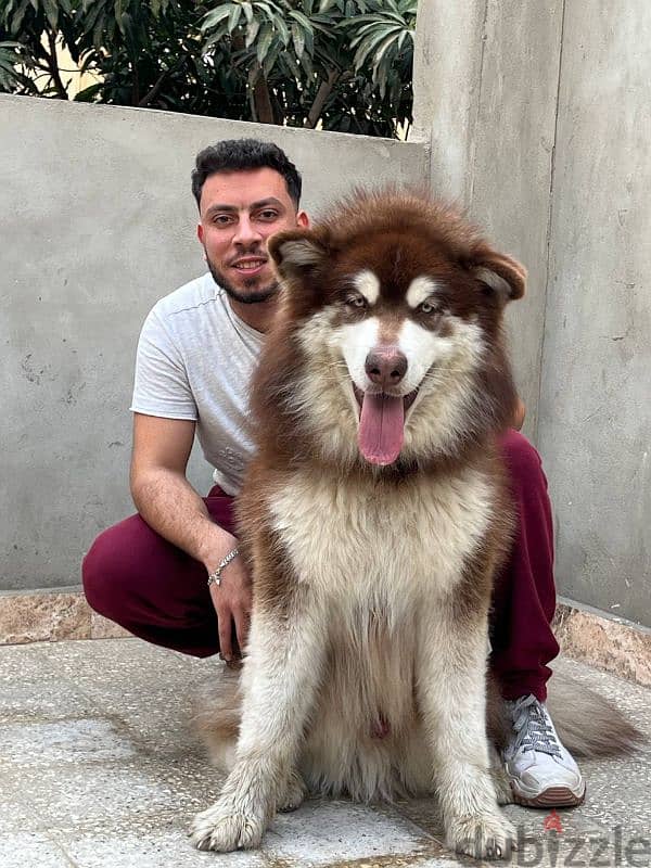 giant Alaskan malamute 2