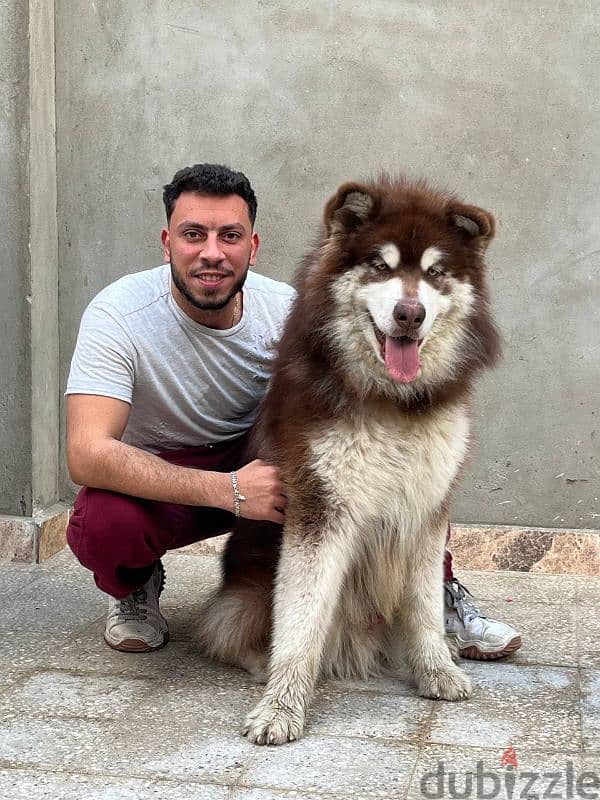 giant Alaskan malamute 3