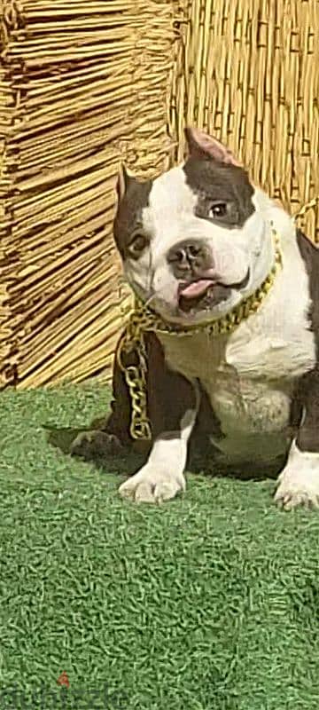 female micro bully Top quality in Egypt 2