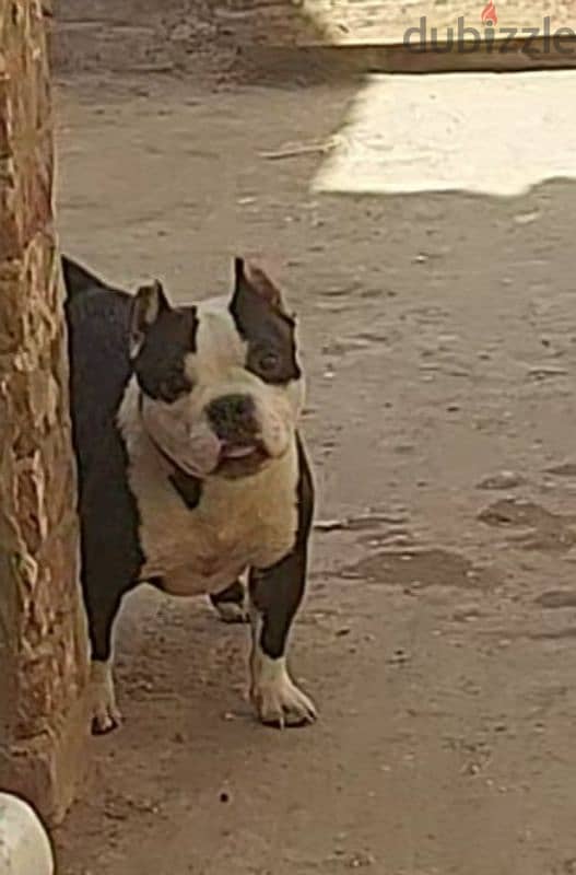 female micro bully Top quality in Egypt 4