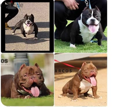 Available a female bully micro, high quality, one and a half years old