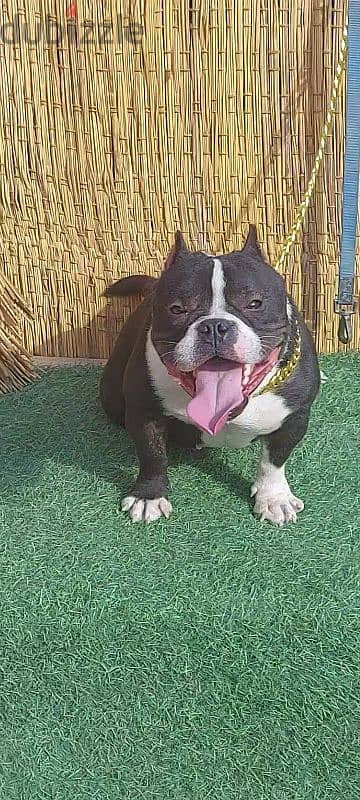 Available a female bully micro, high quality, one and a half years old 1