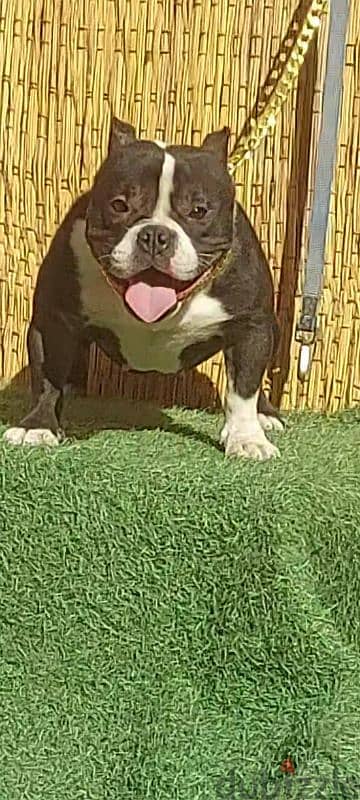 Available a female bully micro, high quality, one and a half years old 2