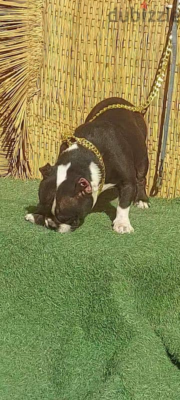 Available a female bully micro, high quality, one and a half years old 3