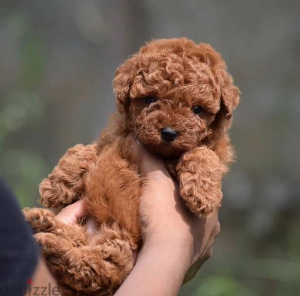 poodle_toy puppy 0