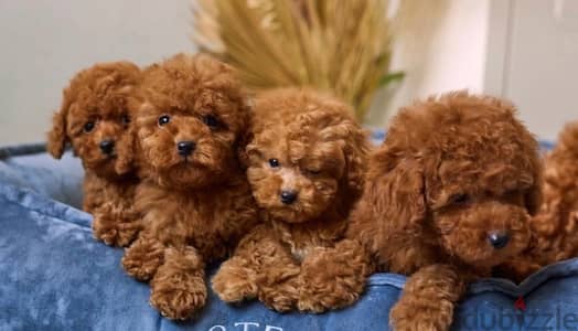 toy poodle