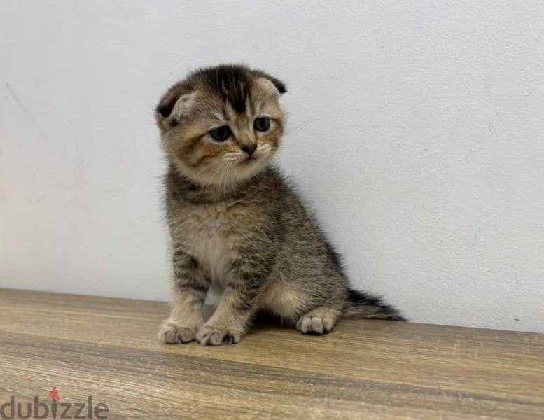 Scottish Fold Gold ny25 0