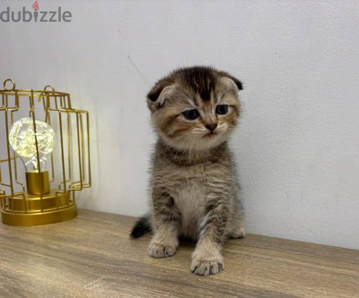 Scottish Fold Gold ny25 1