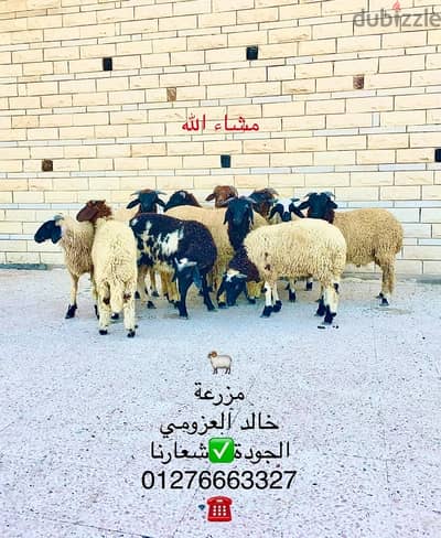 11ذكر