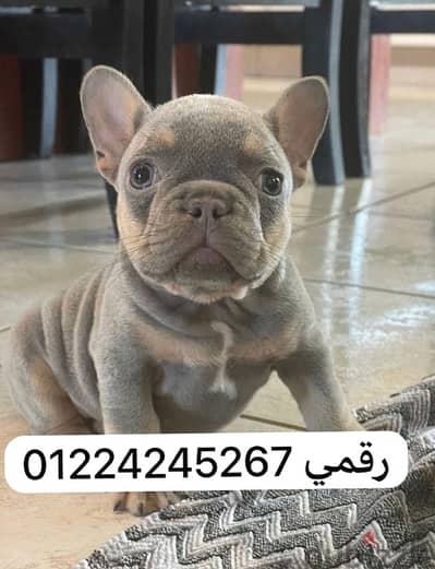 french bulldogs blue tan