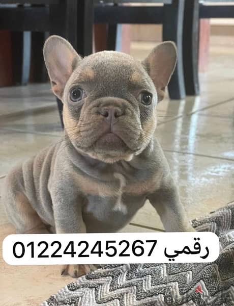 french bulldogs blue tan 0