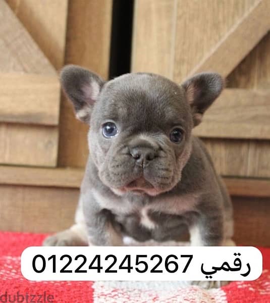 french bulldogs puppy 0