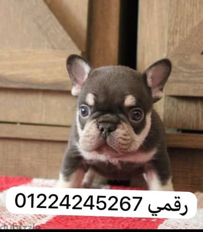 french_bulldog