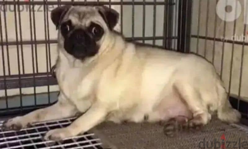 female pug 1