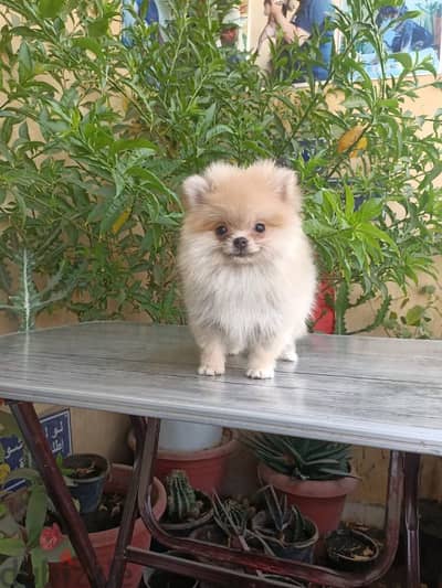 Pomeranian female puppy بوميرانيان بنت 6 شهور كامله التطعيمات