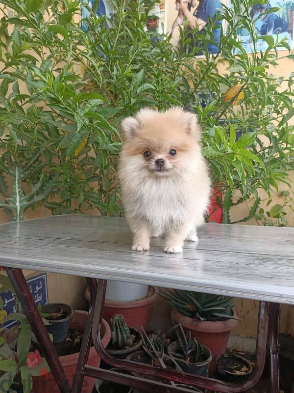 Pomeranian female puppy بوميرانيان بنت 6 شهور كامله التطعيمات 0