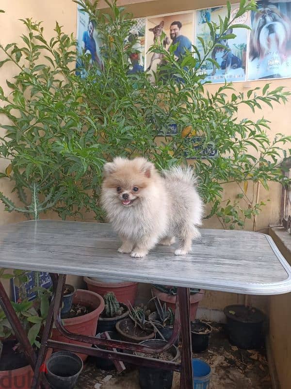 Pomeranian female puppy بوميرانيان بنت 6 شهور كامله التطعيمات 1