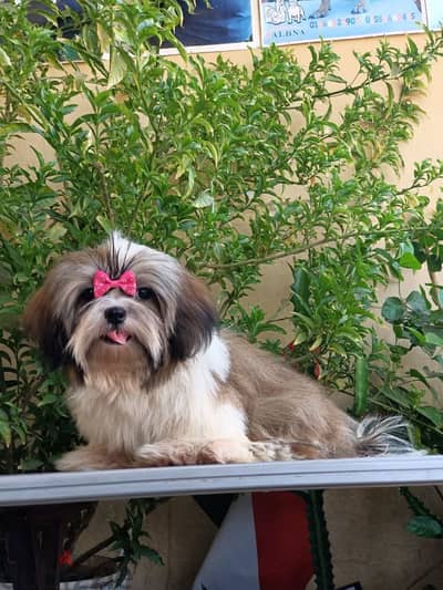 Shihtzu