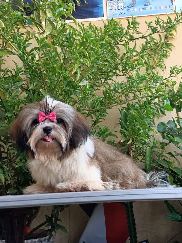 Shihtzu male shih tzu اجمل ولد شيتزو 7 شهور كامل التطعيمات 0