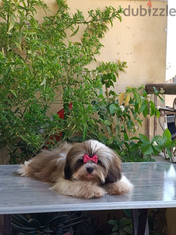 Shihtzu male shih tzu اجمل ولد شيتزو 7 شهور كامل التطعيمات 1