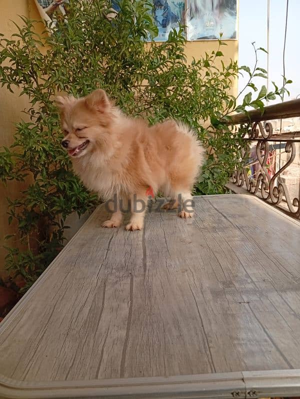 Pomeranian male puppy fully vaccinated ولد بوميرانيان 0