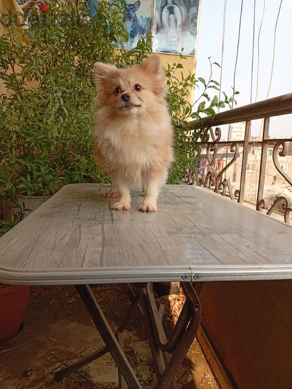 Pomeranian male puppy fully vaccinated ولد بوميرانيان 1