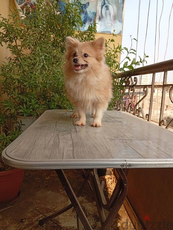 Pomeranian male puppy fully vaccinated ولد بوميرانيان 2