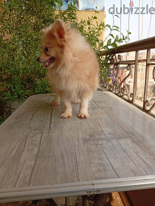 Pomeranian male puppy fully vaccinated ولد بوميرانيان 3