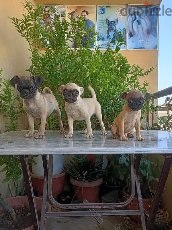 pug puppies vaccinated and deworming جراوي بج 0