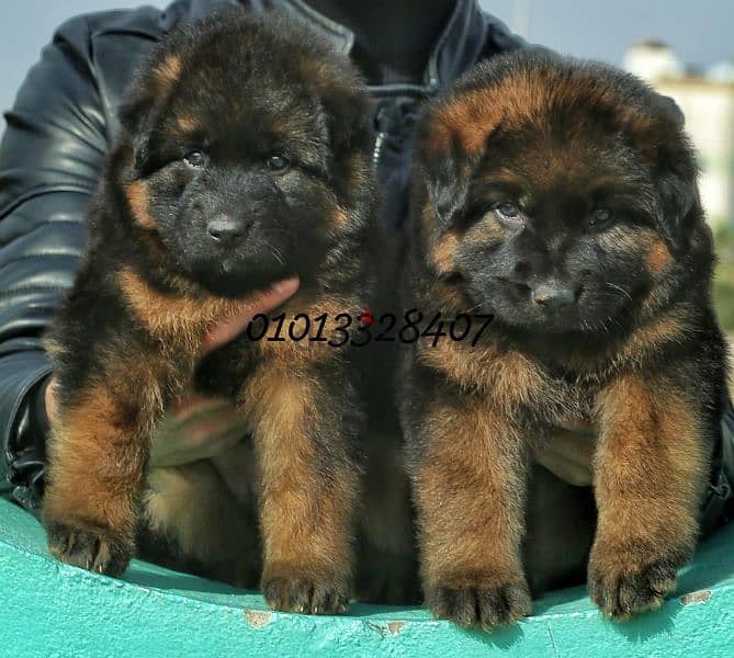 puppies German shepherd male and female جراوى جيرمن شيبرد دكر انثى 0