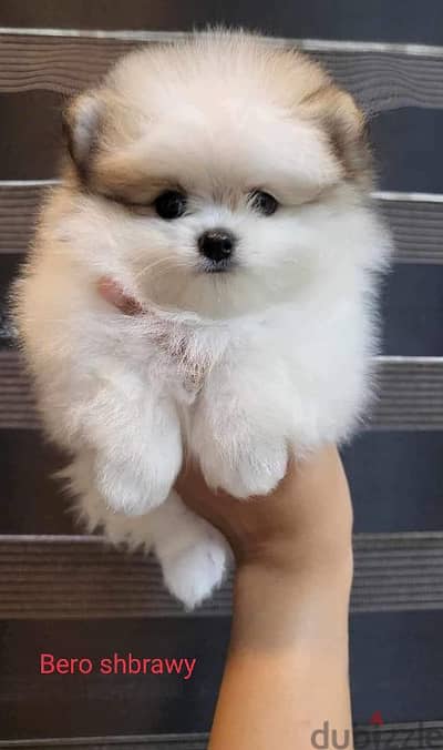 teacup pomarnen 65 days