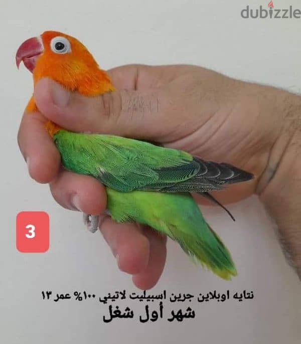 فردين فيشر 1