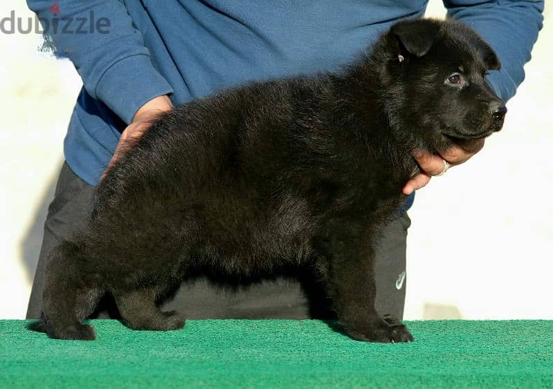 جراوي رويال بلاك ذكر ولد شو شولاين بيور جيرمن royal black German male 0