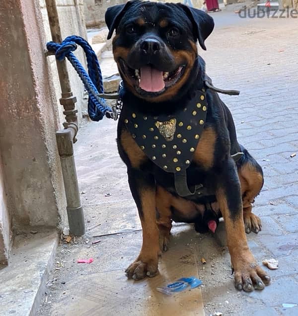 دكر روت / Rottweiler 1