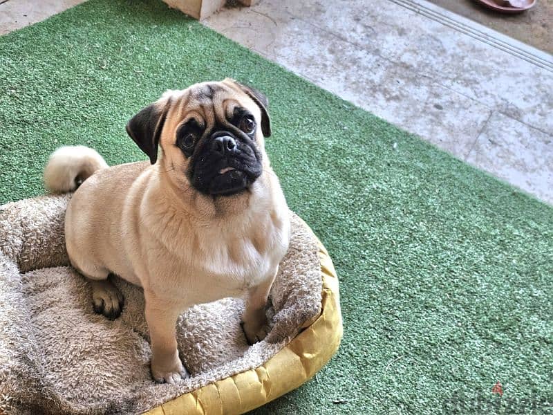 Pure male Pug 6 months 1