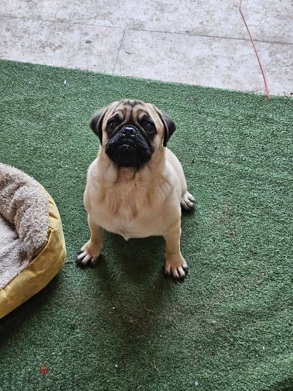 Pure male Pug 6 months 4