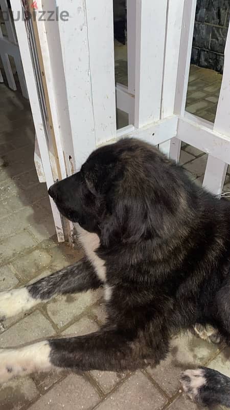 Caucasian Shepherd dog 8month 0