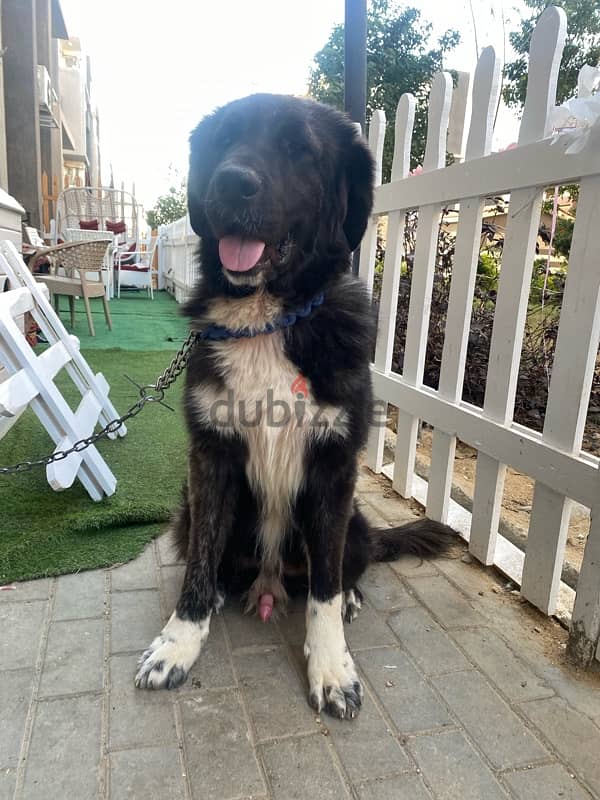 Caucasian Shepherd dog 8month 1