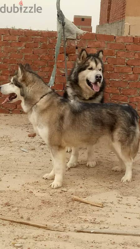 ألاسكا مالموت alaskan malamute 18