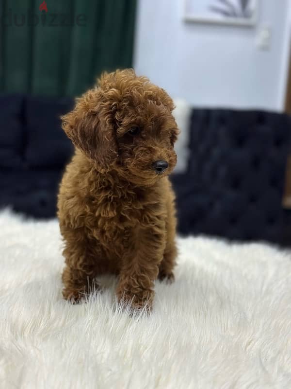 poodle toypoodle بودل toy poodle 0