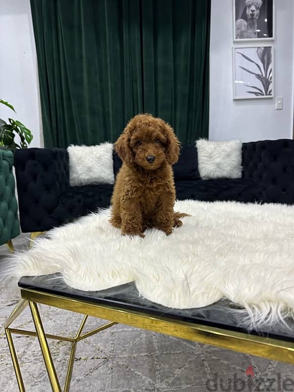 poodle toypoodle بودل toy poodle 1