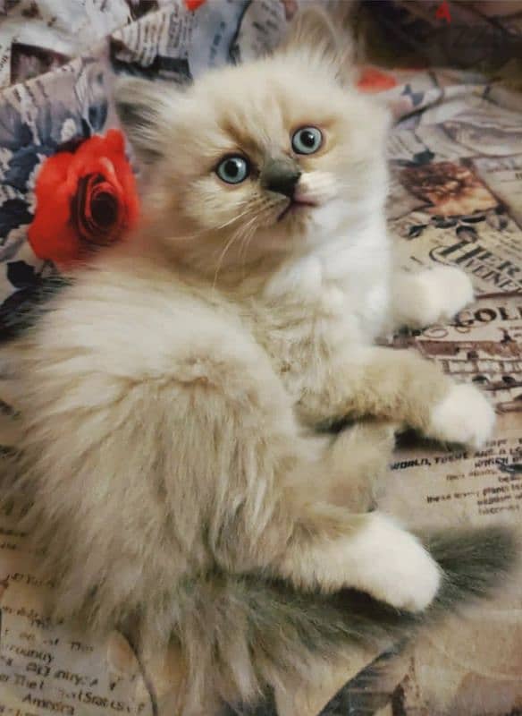 Bicolor Ragdoll راغدول راجدول 1