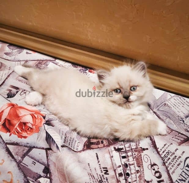 Bicolor Ragdoll راغدول راجدول 2