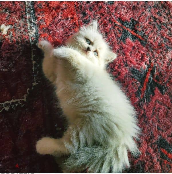 Bicolor Ragdoll راغدول راجدول 3