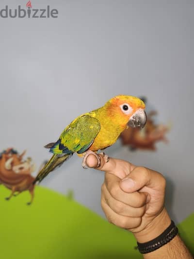 ببغاء/ بغبغان صن كنيور / صن كونيور اليف 6 months parrot