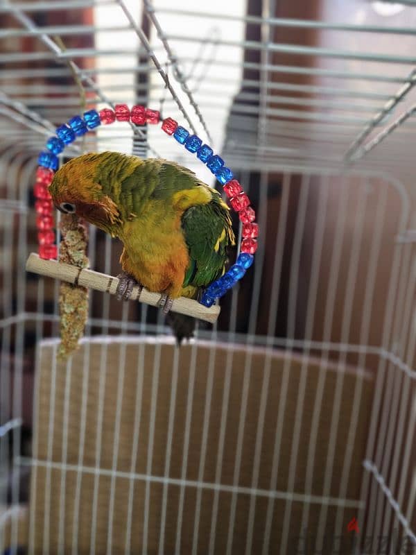 ببغاء/ بغبغان صن كنيور / صن كونيور اليف 6 months parrot 1